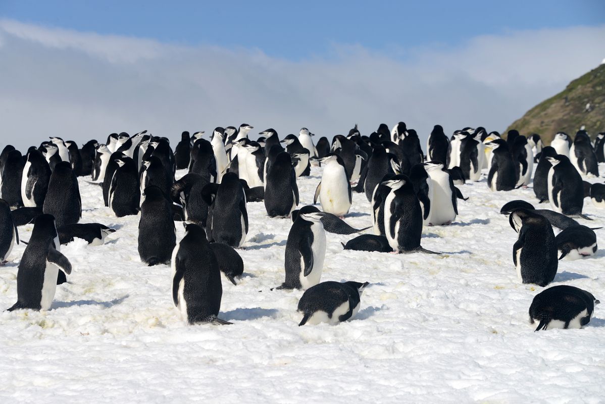 14A Chinstrap Penguin Colony On The Ridge Of Aitcho Barrientos Island In South Shetland Islands On Quark Expeditions Antarctica Cruise